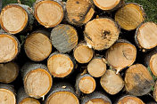 用于伐木工业的树木。