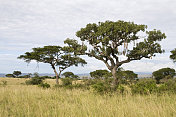 非洲香肠树