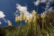 科罗曼德尔草与天空