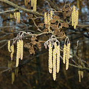 赤杨(Alnus glutinosa)柳絮