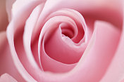 粉红玫瑰选择性聚焦