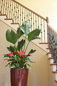 楼梯和植物