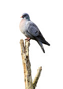 鸽子种群(Columba oenas)