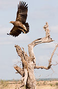茶色鹰，南非