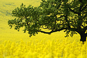 橡树的枝桠覆盖着一片金黄的油籽田