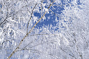 桦树在雪