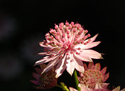 粉色Astrantia花