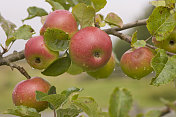 红苹果在树上成熟