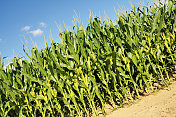 7月印第安纳州玉米田的角度视图