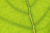 杨树叶片宏观背景;明亮的绿色纹理细节，自然的纹理