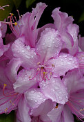 美丽Rhododenren开花