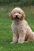 可爱的Goldendoodle小狗。