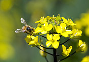 大昆虫蜜蜂(Apis mellifera)在黄花上