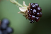 甲虫吃黑莓