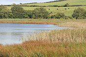 小湖和芦苇床，Inchydoney岛，Clonakilty