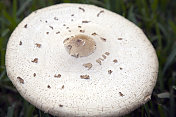 伞蘑菇顶部