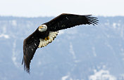 飞行中的秃鹰，阿拉斯加