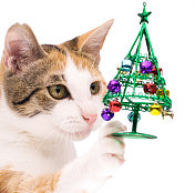 玩圣诞装饰品的猫