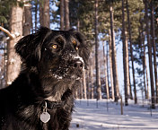 黑狗和雪域森林