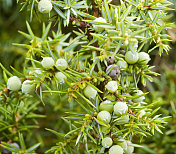 杜松(Juniperus communis)，雌性浆果(球果)