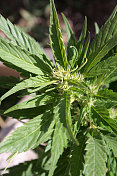 年轻的大麻植物