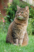 荣格家的猫――户外在草地上