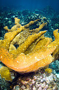 形成巨大的珊瑚