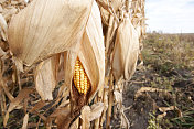 干熟的玉米接近秋天的景象