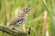 歌鸫(Turdus philomelos)