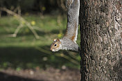 灰松鼠杂技演员在苏格兰松树上倒挂伸展