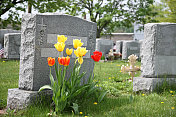 春天的墓碑上盛开着一朵可爱的郁金香