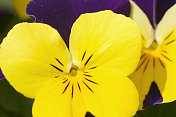黄紫色堇型细部