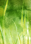水彩草背景 水彩草背景