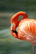 橙色火烈鸟头整理颈部