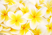 背景Frangipanies (plumeria)