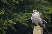 Sparrowhawk(猛禽努力)