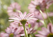 Osteospermum,粉红色雏菊