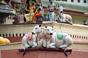Sri Mariamman寺庙里的印度牛