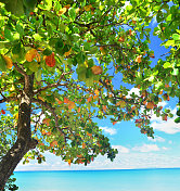 热带树木及海滩