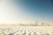 清晨雪地里