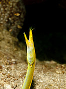 雌性带鳗-澳洲带鳗