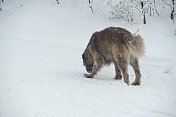 狗在雪中追踪