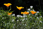 Eschscholzia californica花