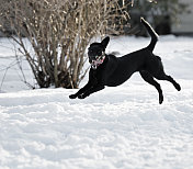 疯狂脸狗在雪中跳跃