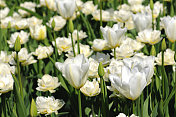 白色郁金香的花坛在春天。