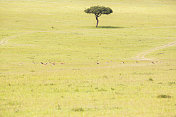 热带草原上的非洲金合欢树