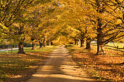 秋天的绿树成荫的乡间小路