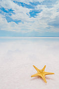 热带沙滩上的海星贝壳