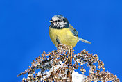 年轻bluetit