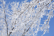 覆盖着霜雪的多刺树。